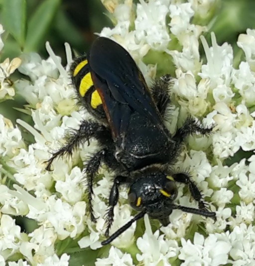 Scoliidae: Scolia sexmaculata? No, Colpa sexmaculata, femmina