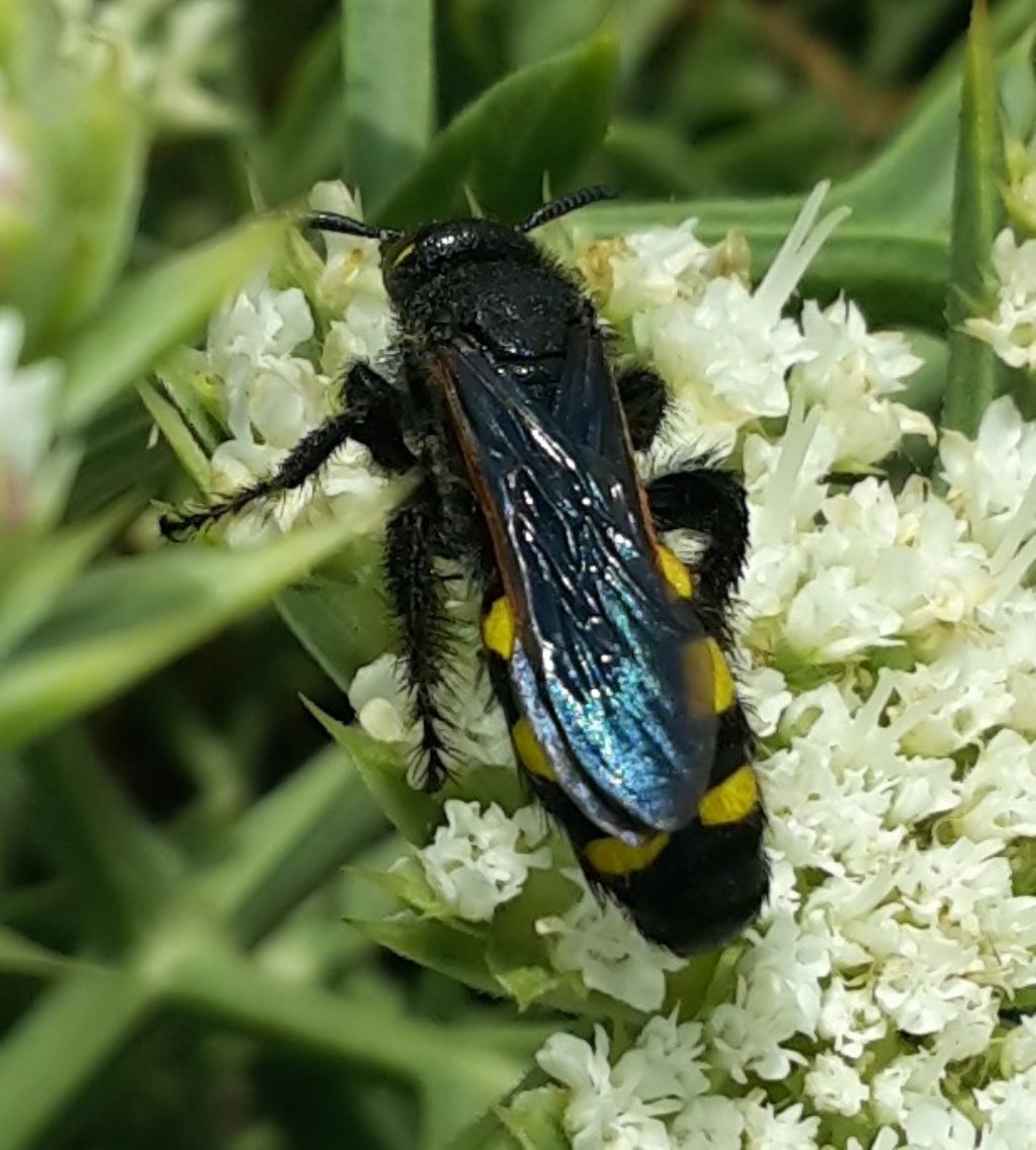 Scoliidae: Scolia sexmaculata? No, Colpa sexmaculata, femmina