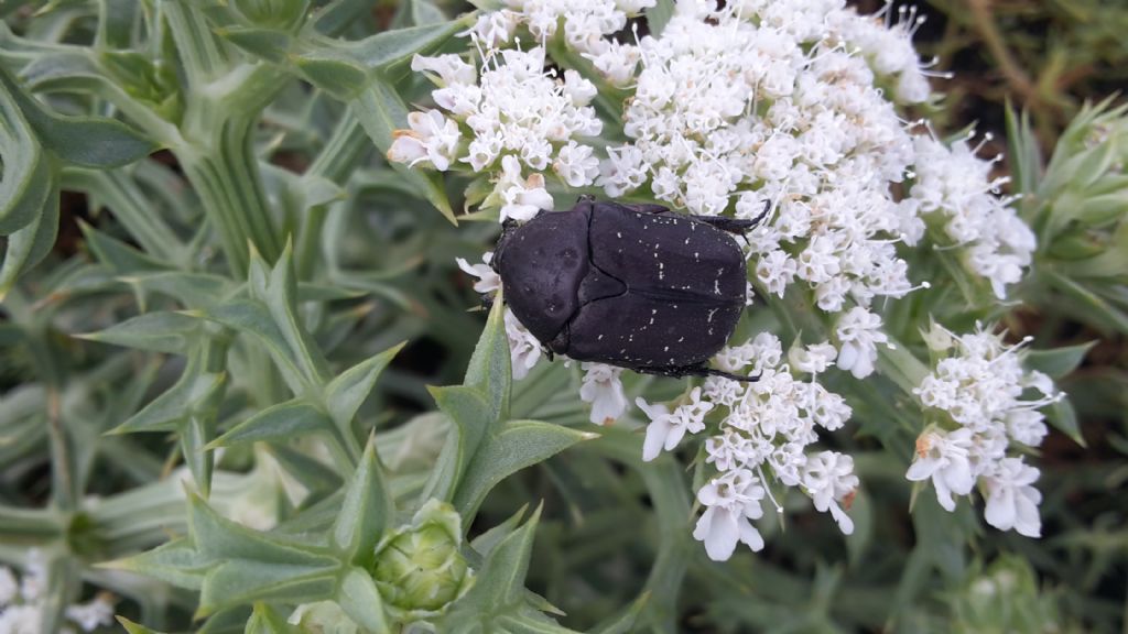 Cetoniidae: Protaetia (Netocia) morio?  Si !