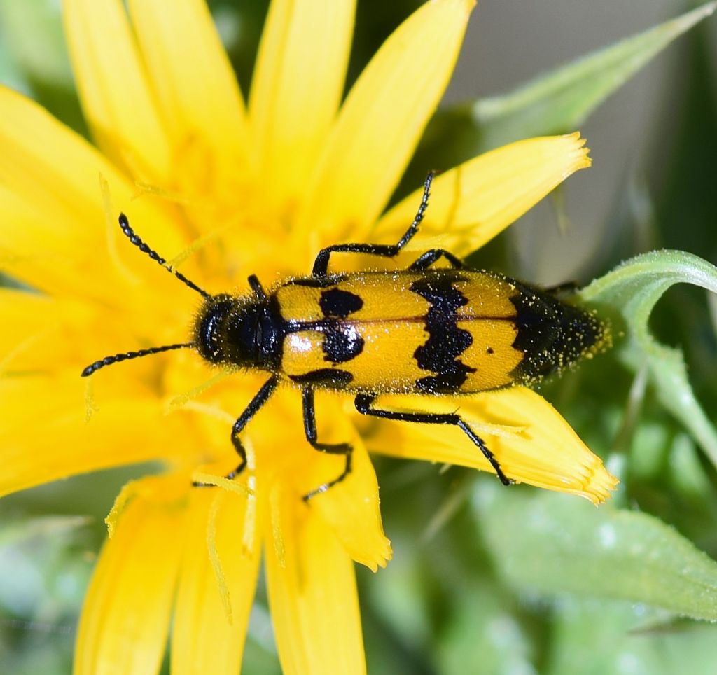 Mylabris variabilis?