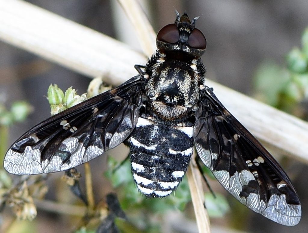 Bombyliidae: Exoprosopa jacchus?