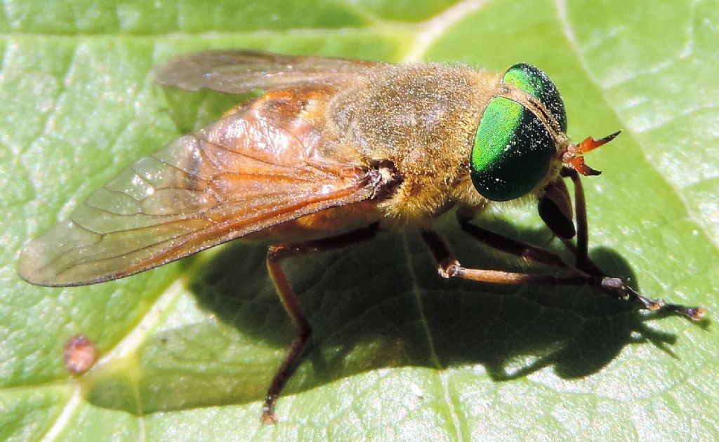 Philipomyia? ....