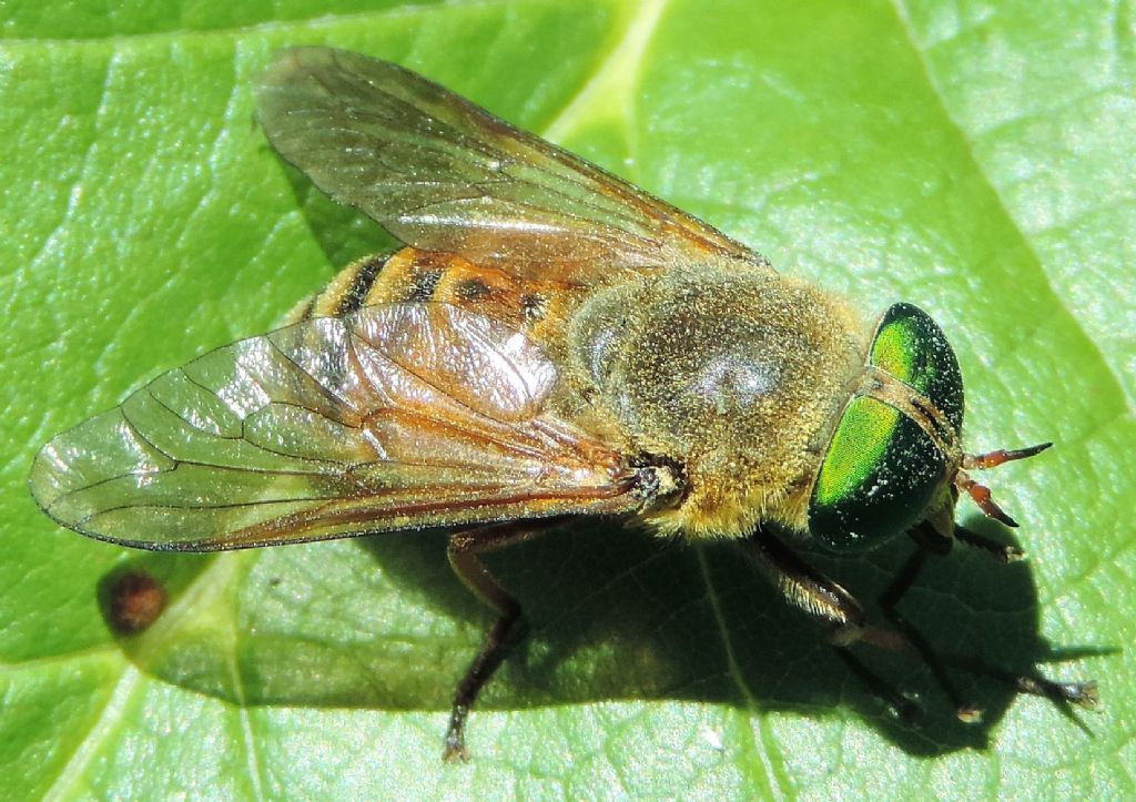 Philipomyia? ....
