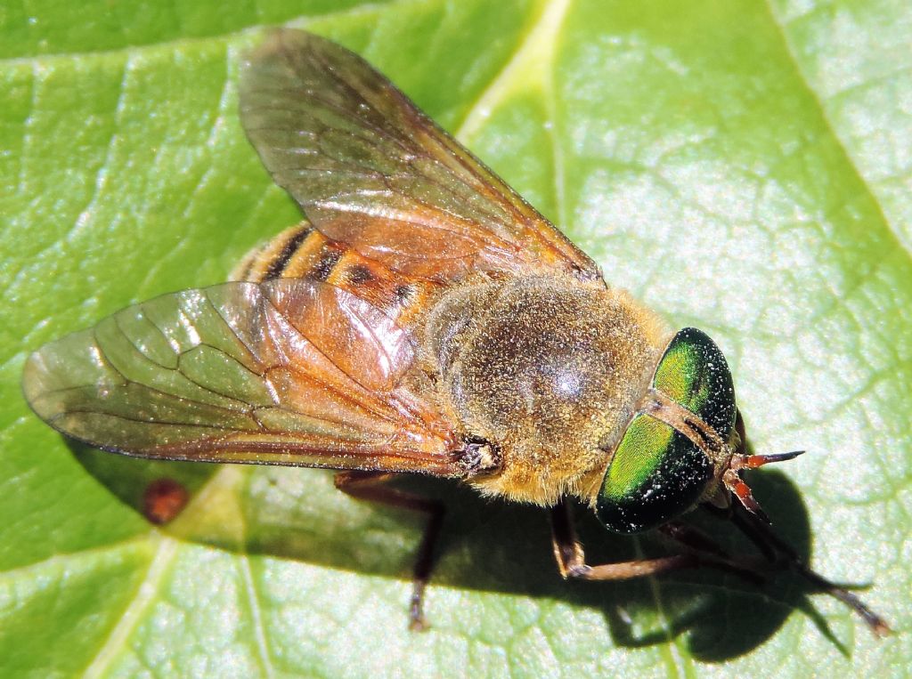 Philipomyia? ....