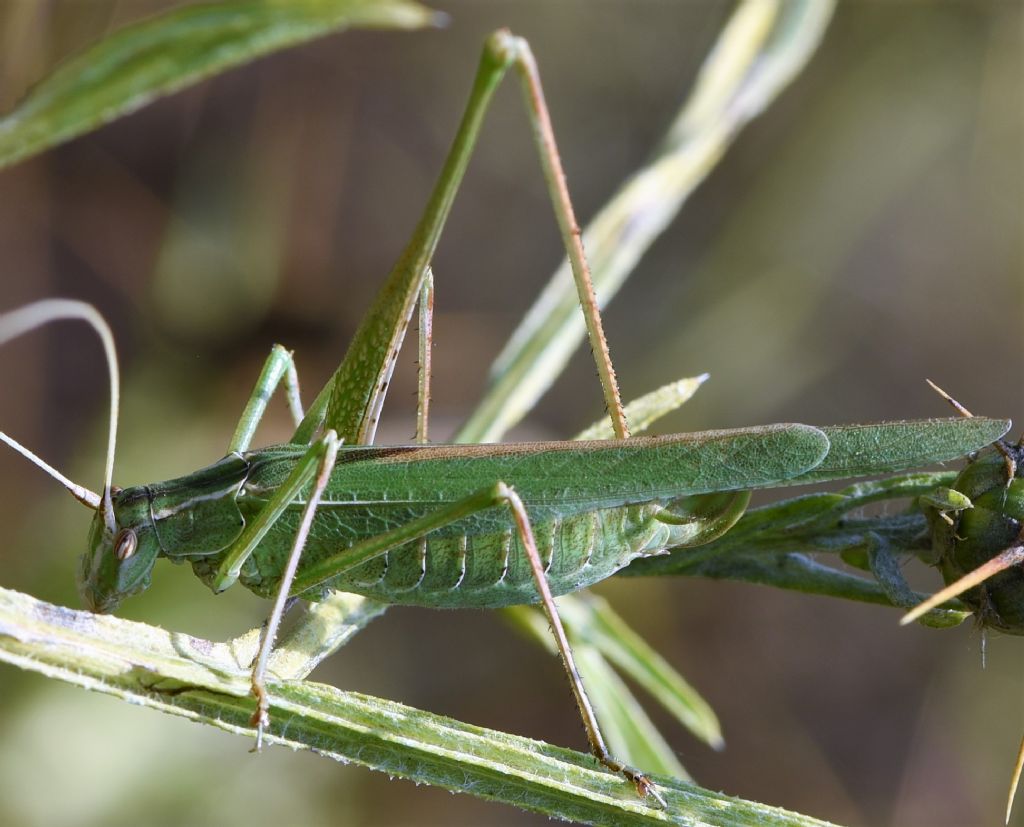 Tylopsis lilifolia (Phaneropteridae)