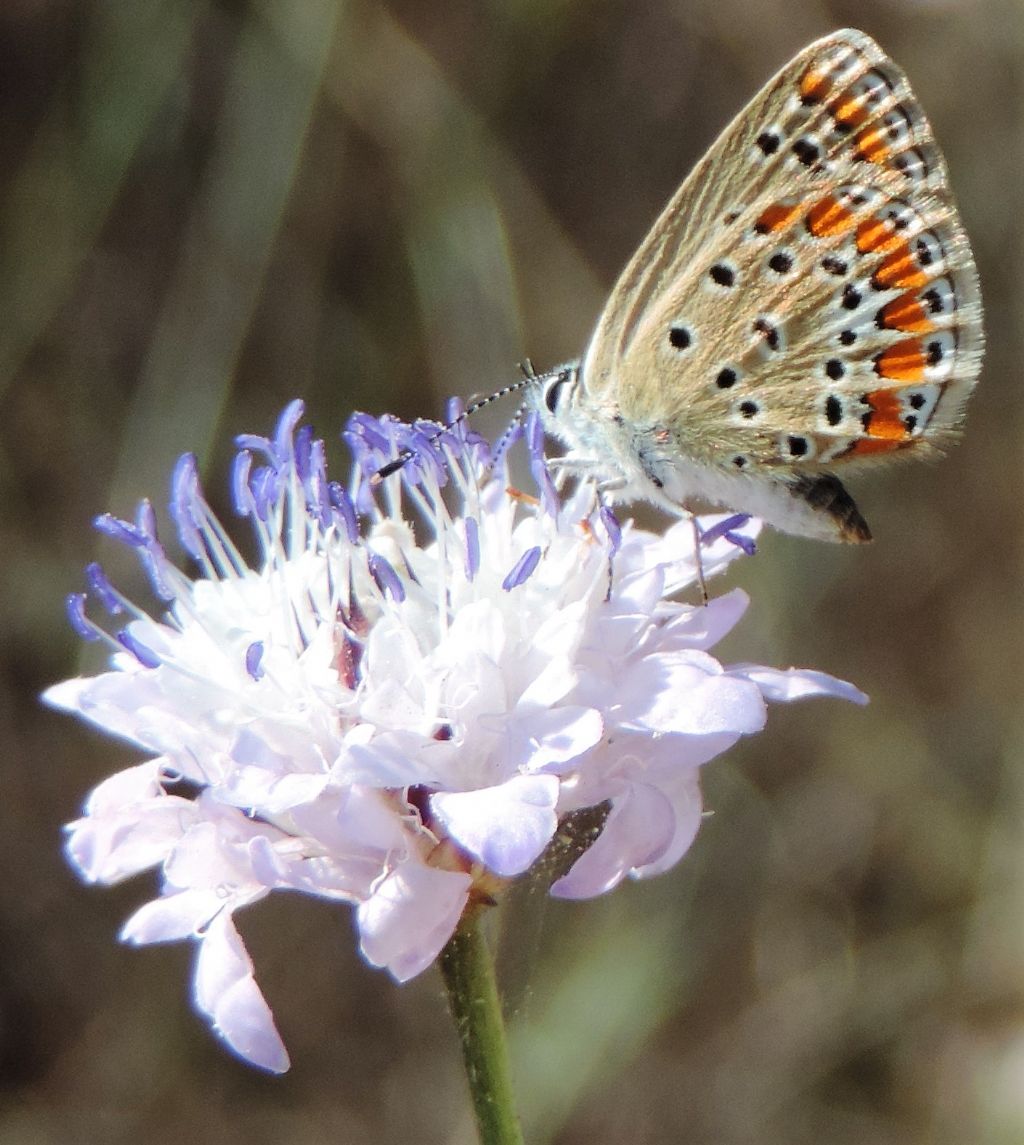 Polyommatus icarus?