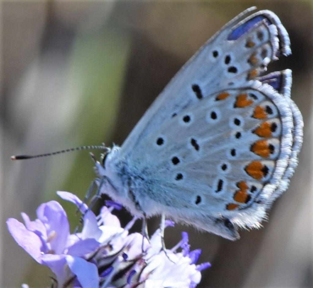 Polyommatus icarus?