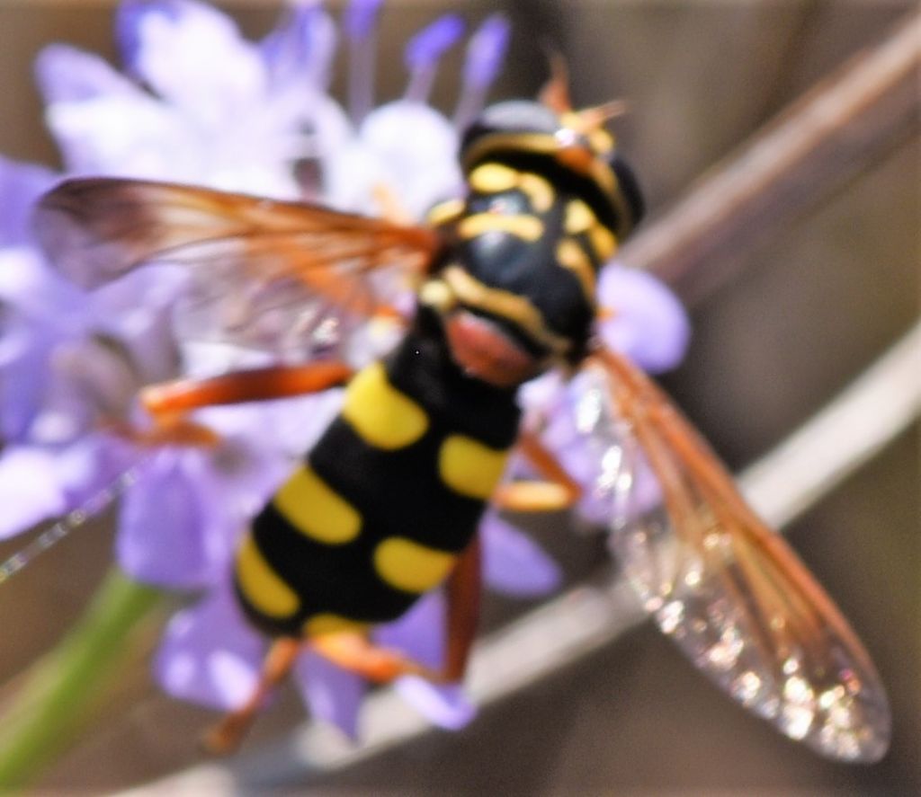 Syrphidae: Milesia semiluctifera?  Sì
