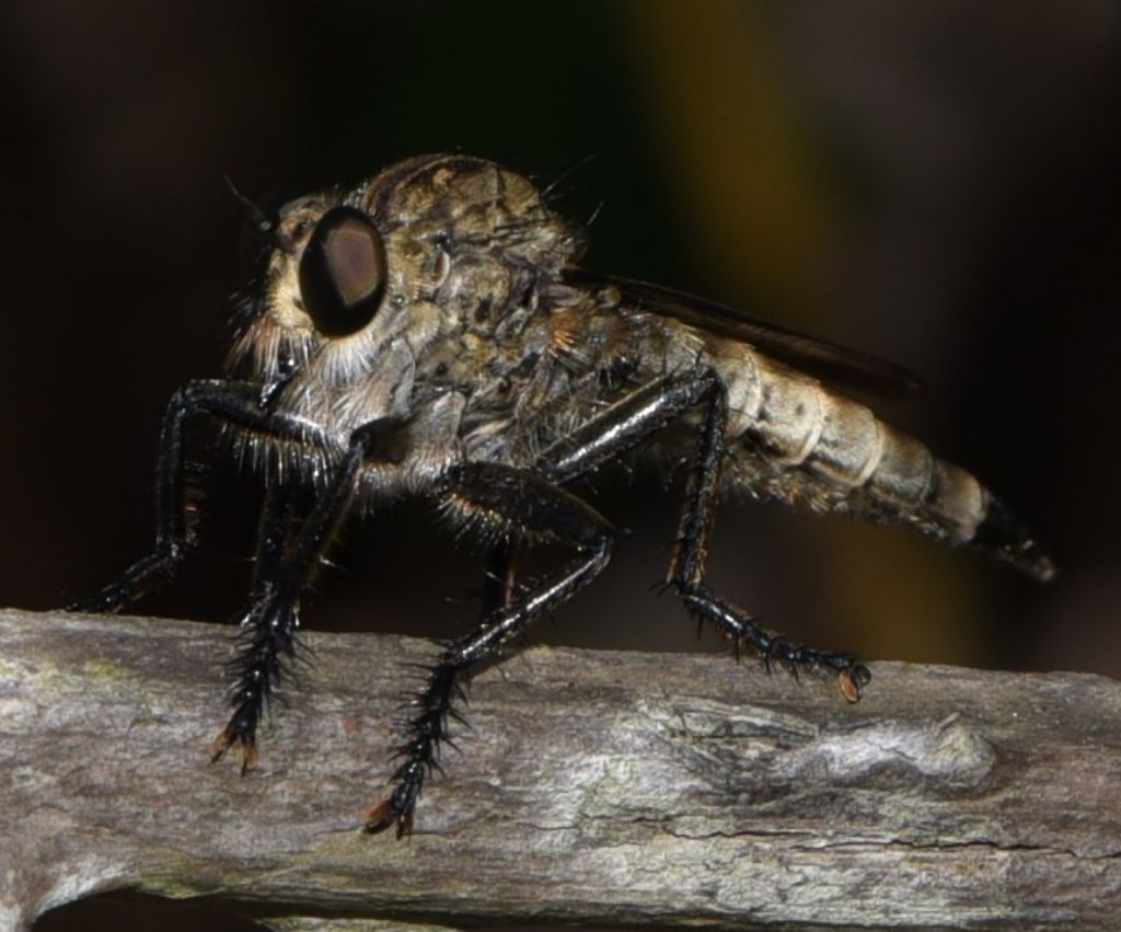 Asilidae in deposizione da id.