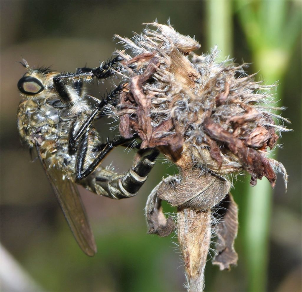 Asilidae in deposizione da id.