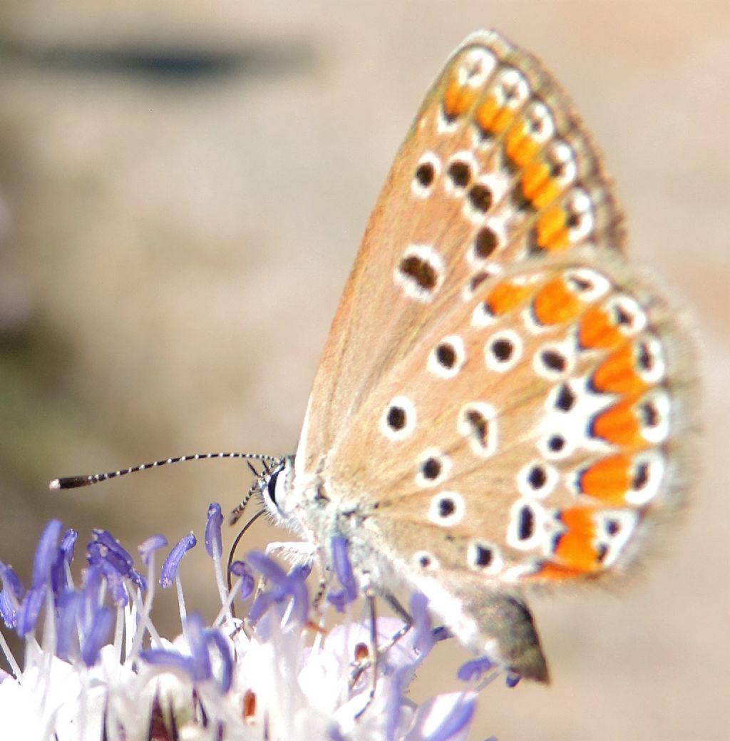 Plebejus sp., Polyommatus thersites e Polyommatus icarus