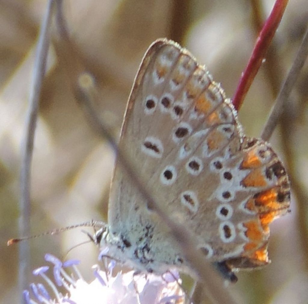 Plebejus sp., Polyommatus thersites e Polyommatus icarus