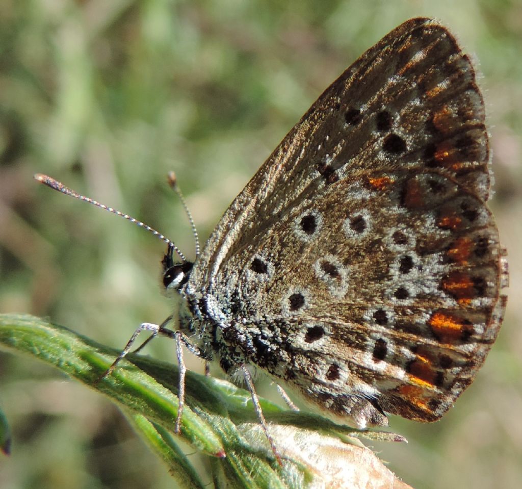Plebejus sp., Polyommatus thersites e Polyommatus icarus