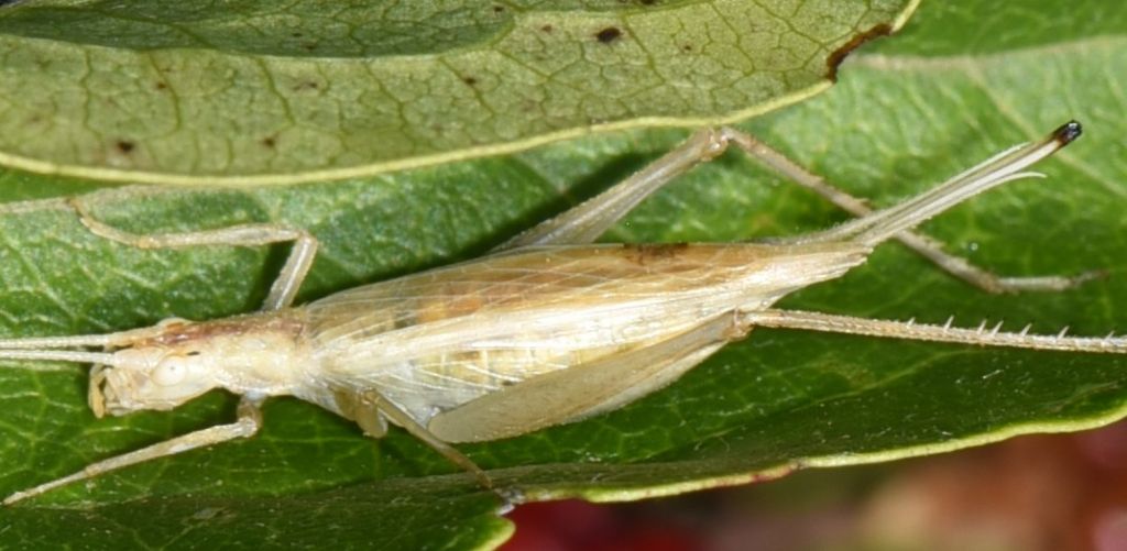 Oecanthus dulcisonans