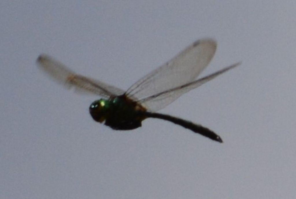 Somatochlora meridionalis e Anax ephigger