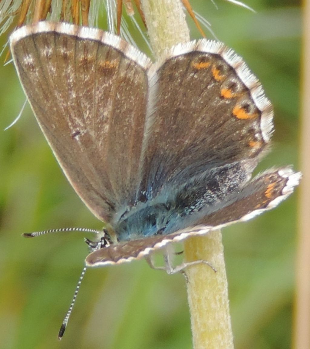 Polyommatus eros?