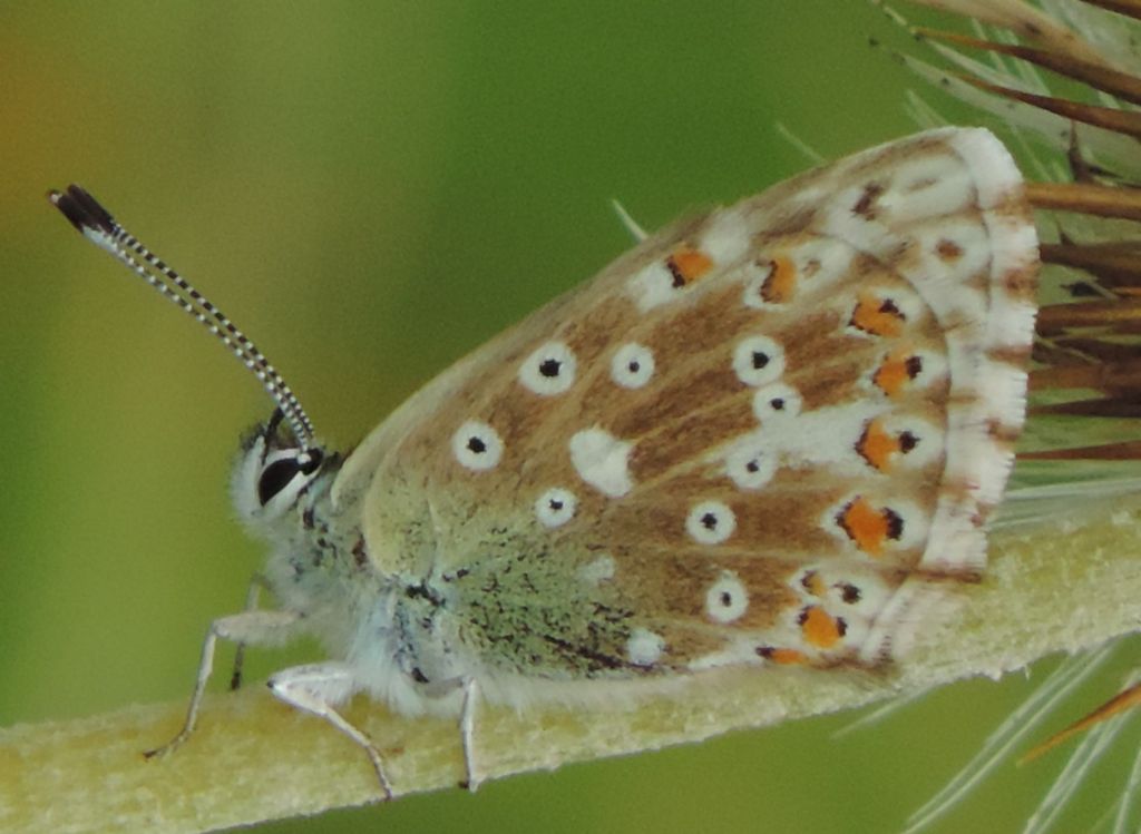 Polyommatus eros?