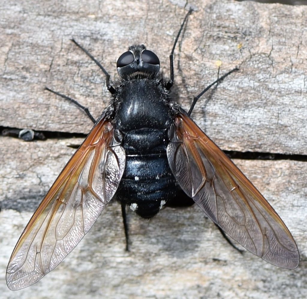 Bombyliidae: Satyramoeba hetrusca