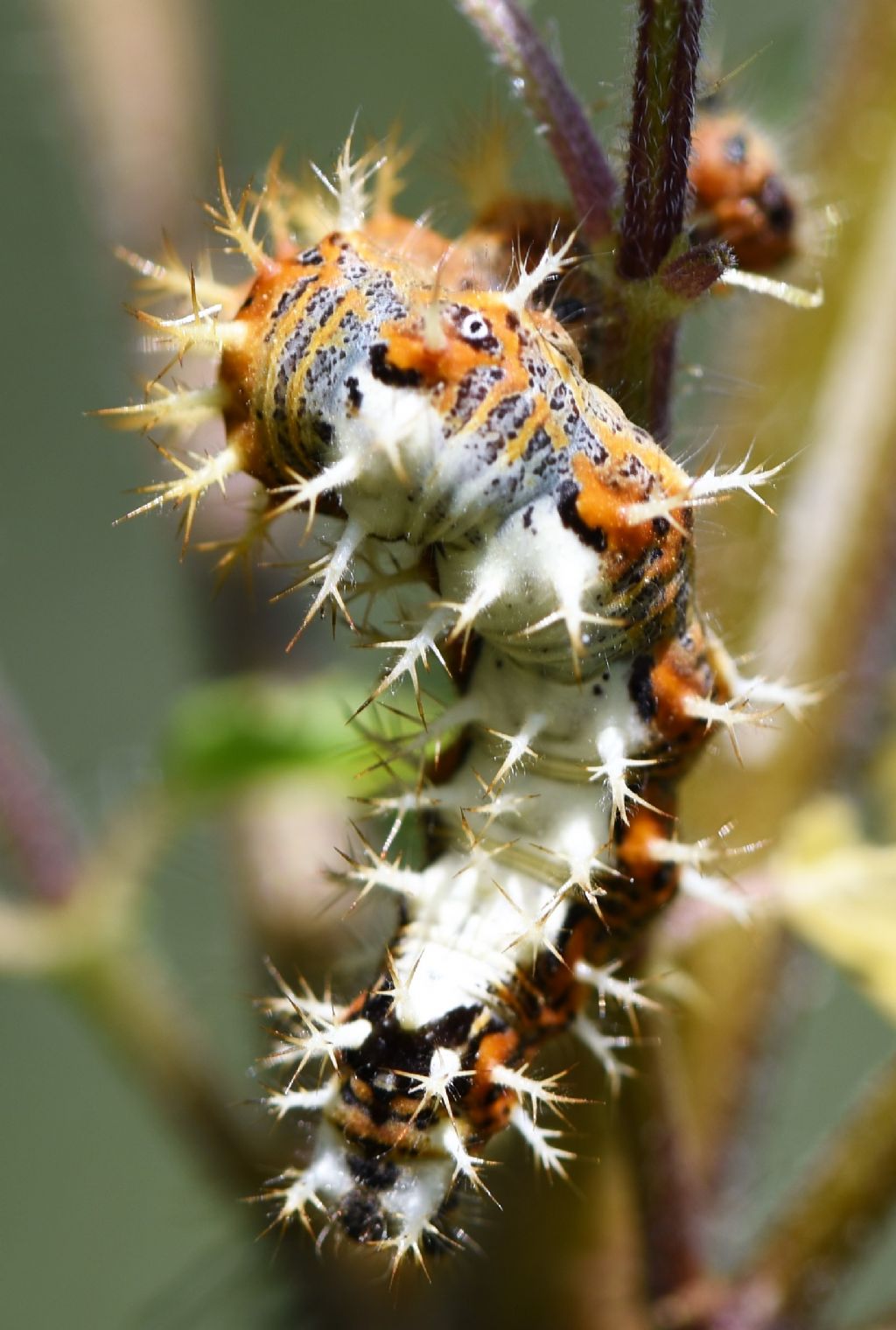 Bruco di Polygonia c-album? S