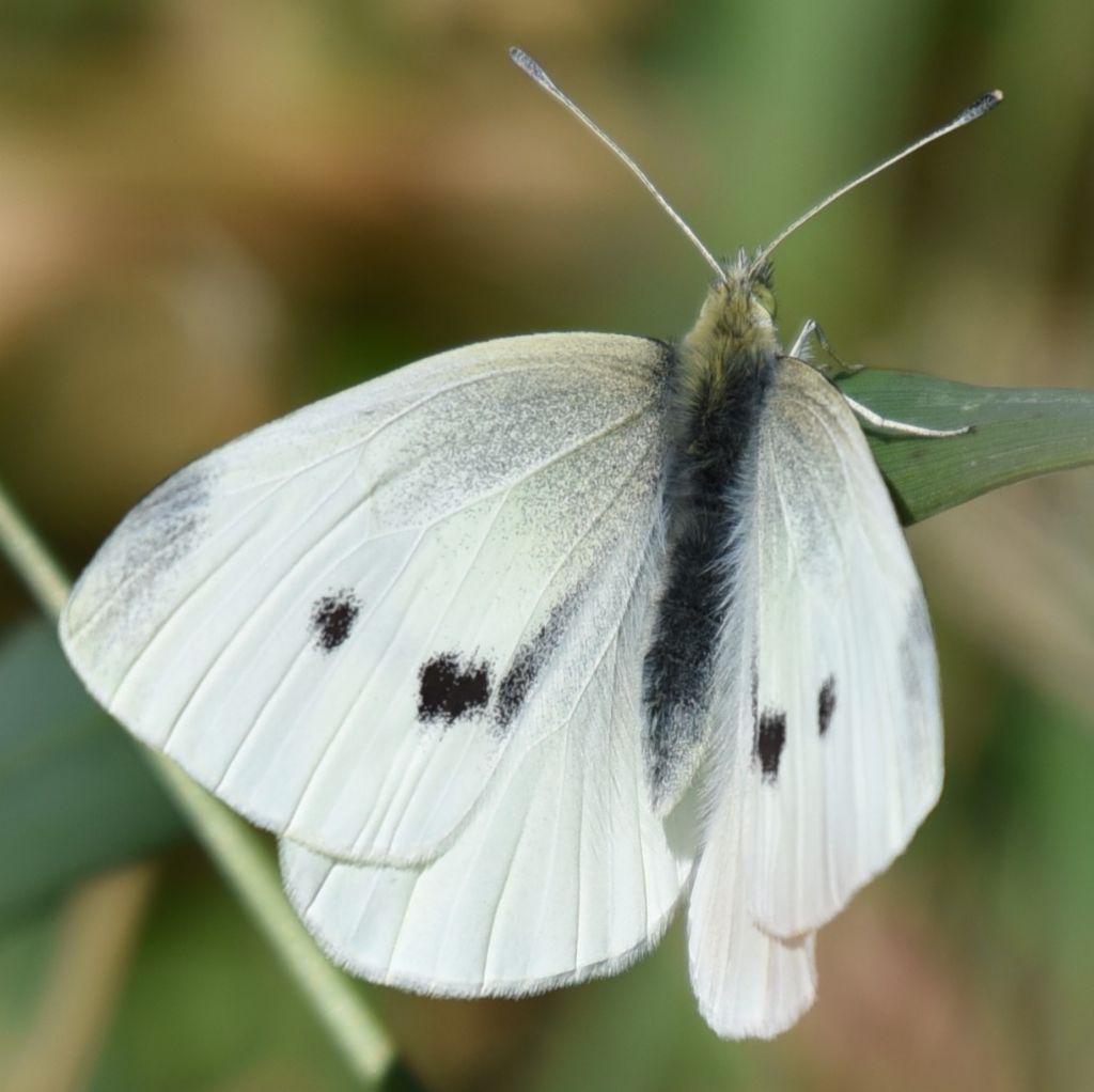 Pieris rapae femmina?  S !