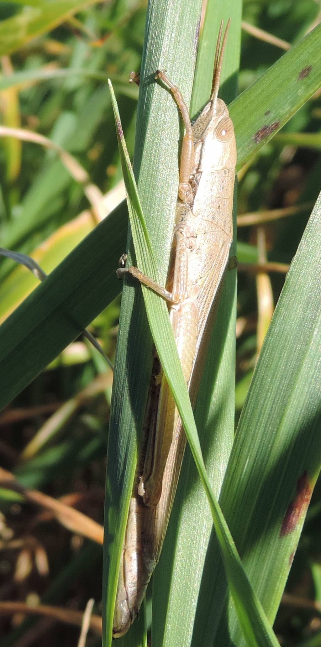 Tropidopola cylindrica