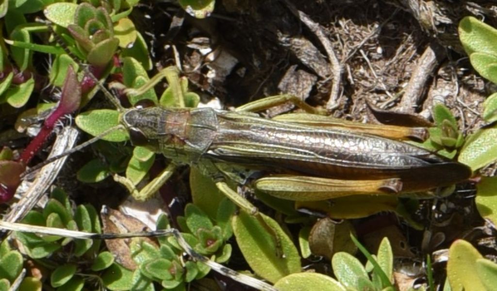 Stauroderus scalaris