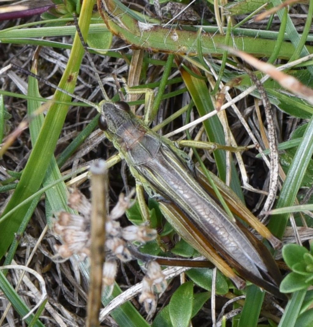 Stauroderus scalaris