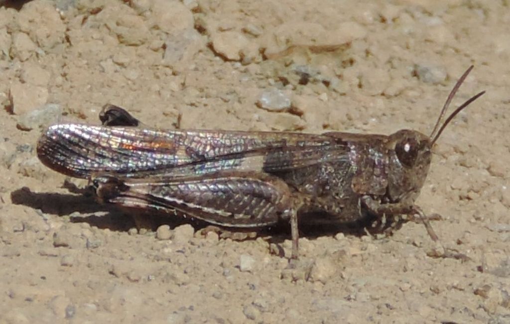 Aiolopus strepens