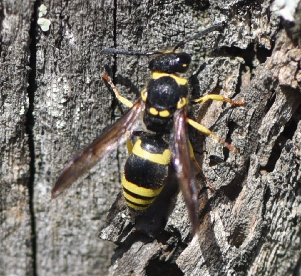 Vespidae Eumeninae: Ancistrocerus longispinosus