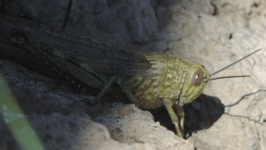 Anacridium aegyptium a Ventotene