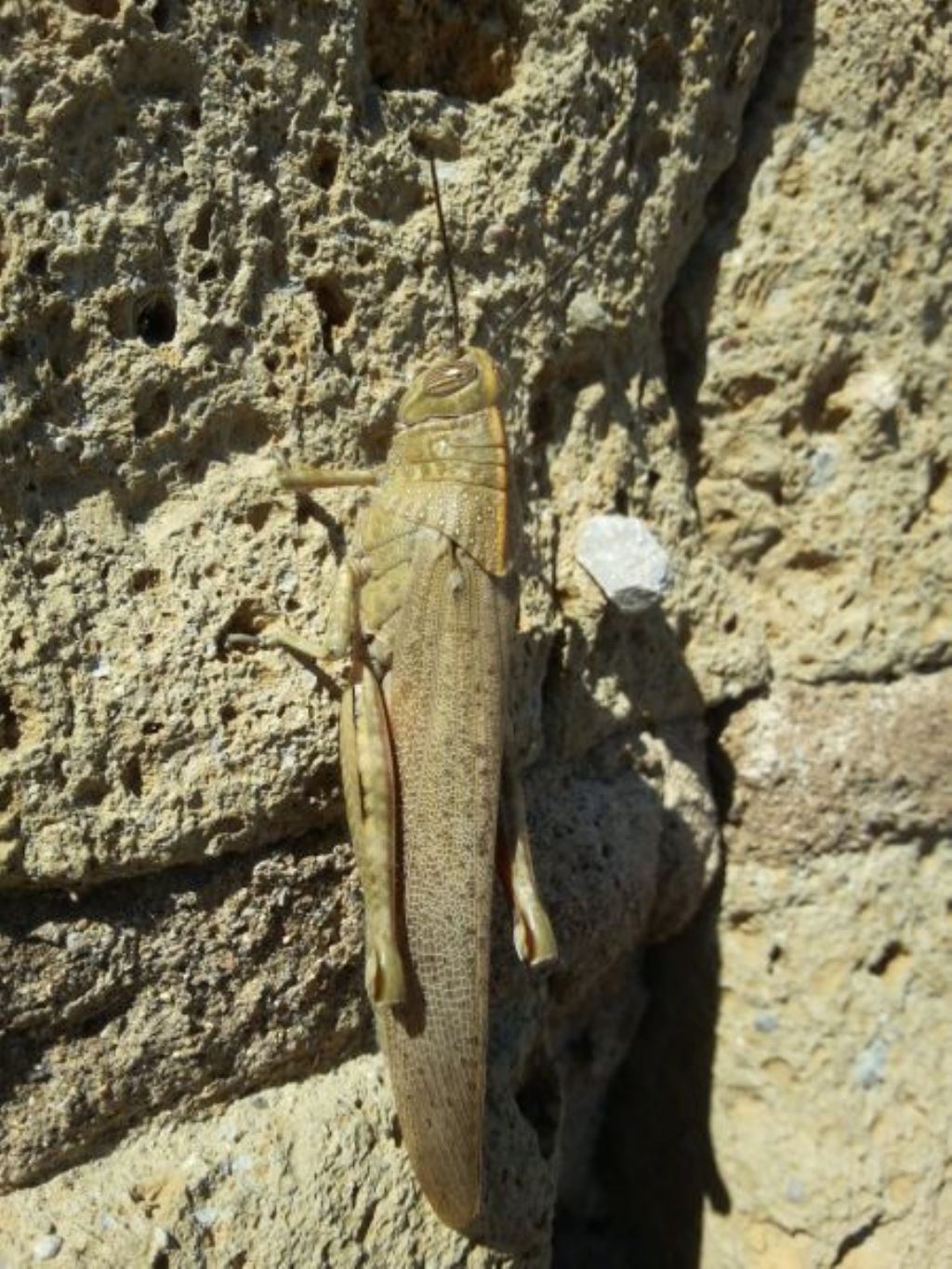 Anacridium aegyptium a Ventotene