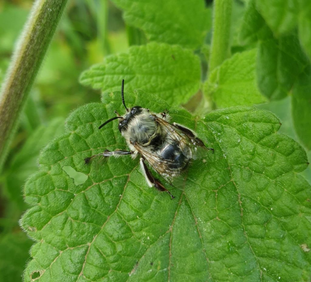 Apidae Anthophorinae: Anthophora plumipes, maschio