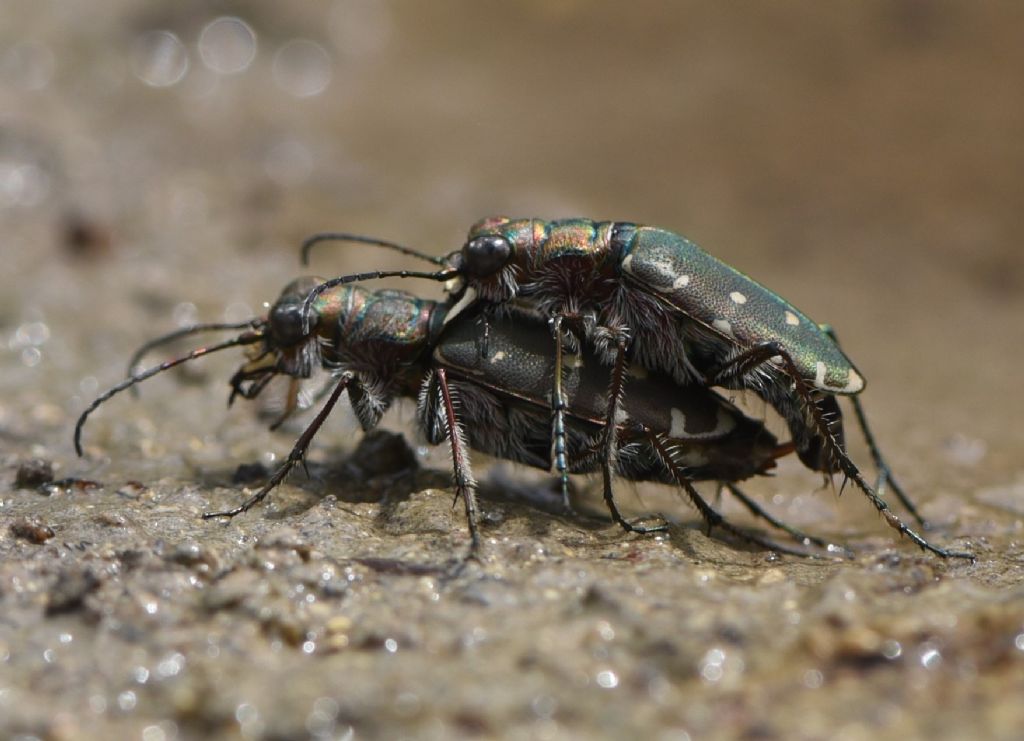 Calomera littoralis nemoralis: accoppiamento