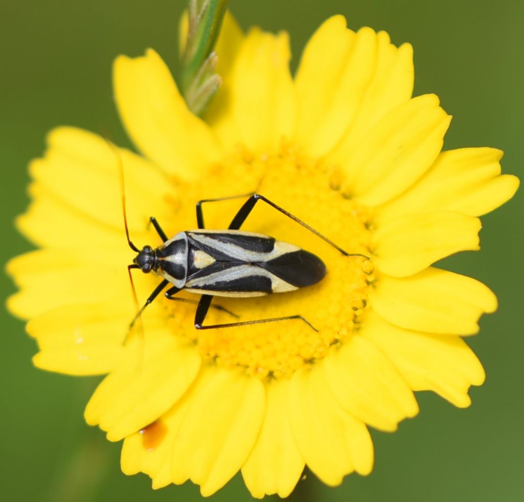 Miridae: Calocoris nemoralis f. nigrovittata