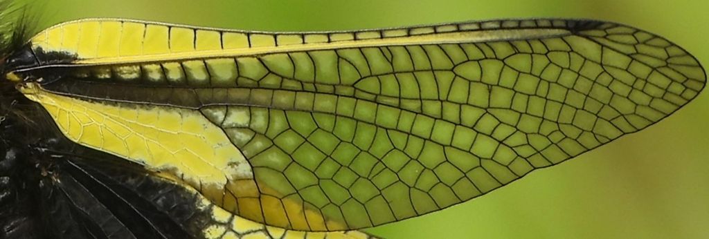 Libelloides coccajus, maschio