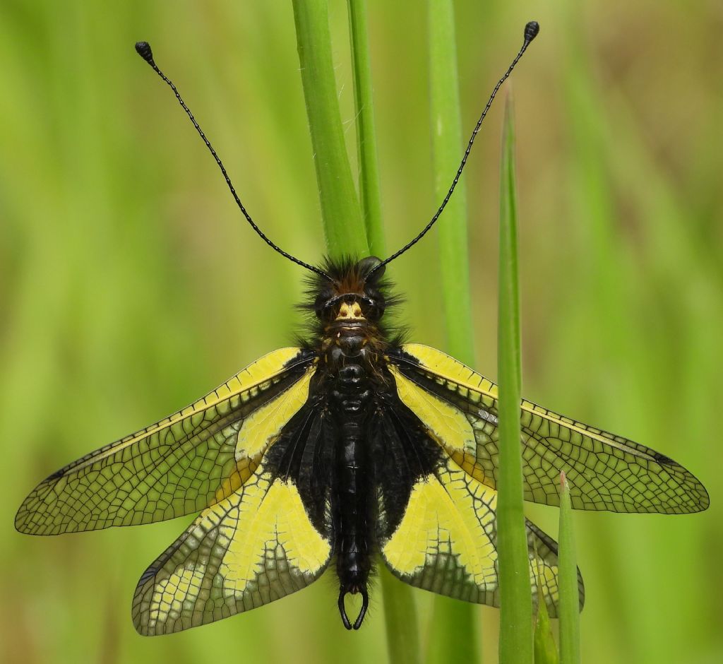 Libelloides coccajus, maschio