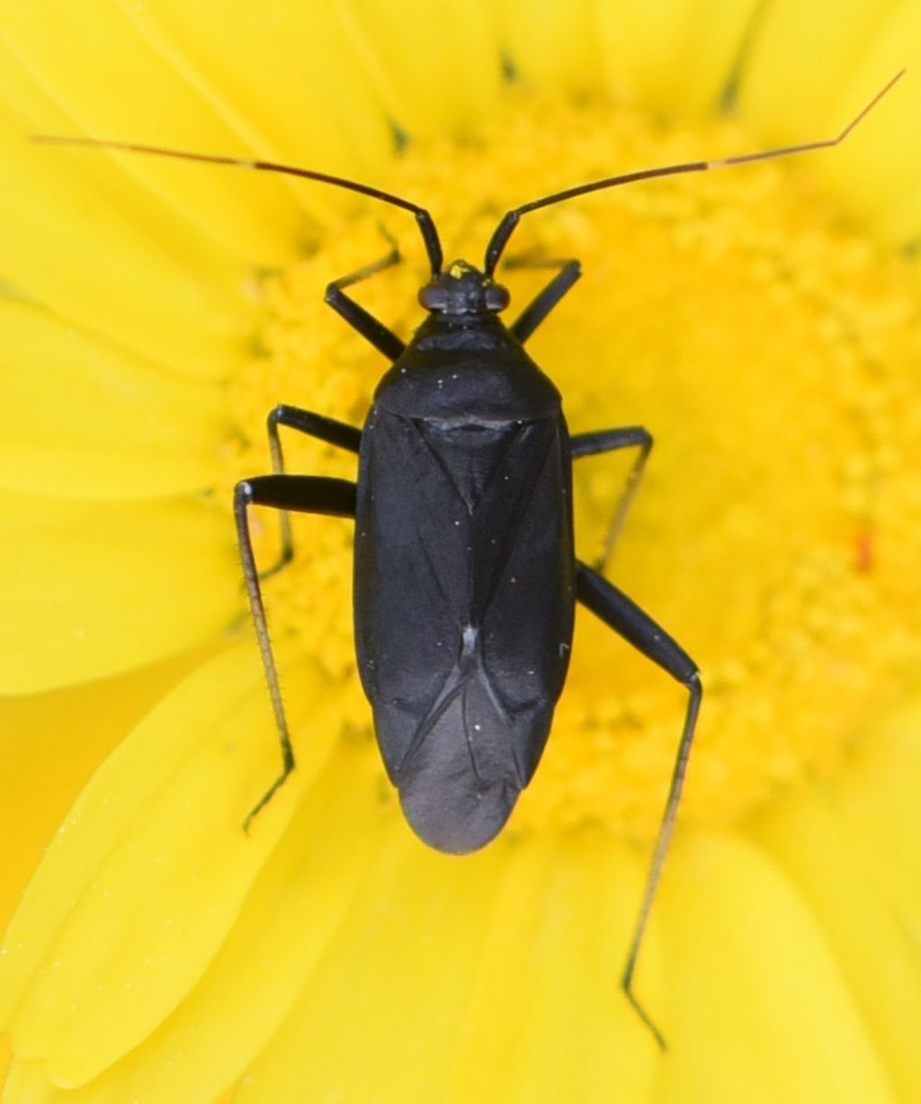 Miridae: Calocoris nemoralis f. picea