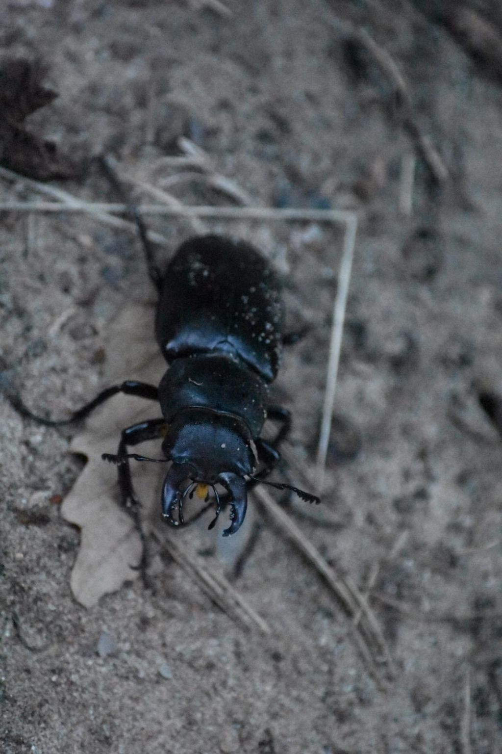 Lucanidae: Lucanus tetraodon