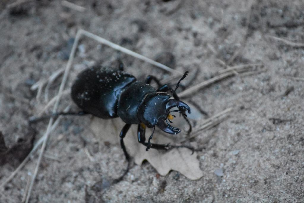 Lucanidae: Lucanus tetraodon