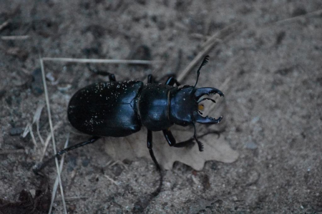 Lucanidae: Lucanus tetraodon