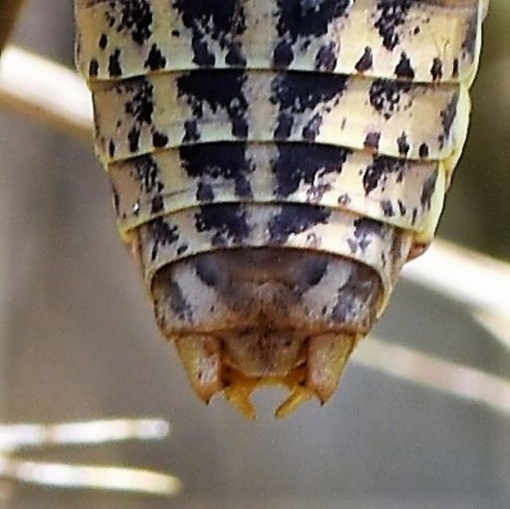 Ephippiger apulus italicus La Greca, 1959?