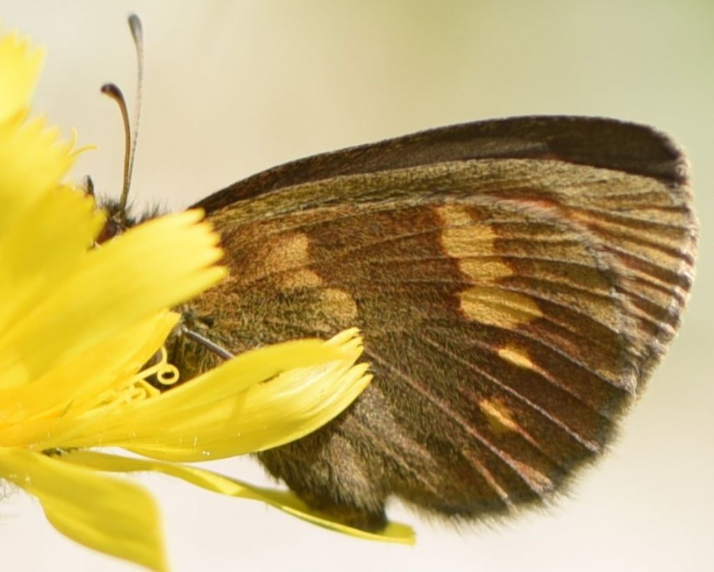 Erebia manto?  S, femmina