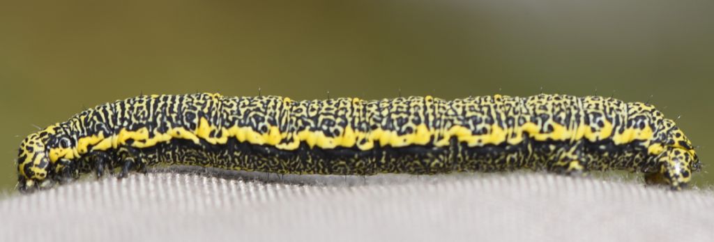 Bruco da determinare: Lycia alpina - Geometridae