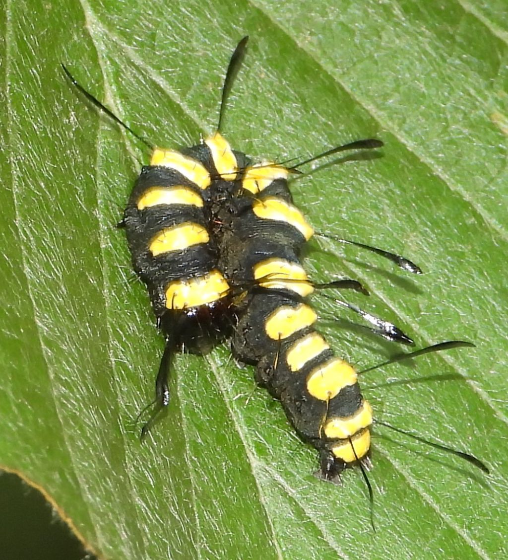 Larva di Acronicta alni (Noctuidae)