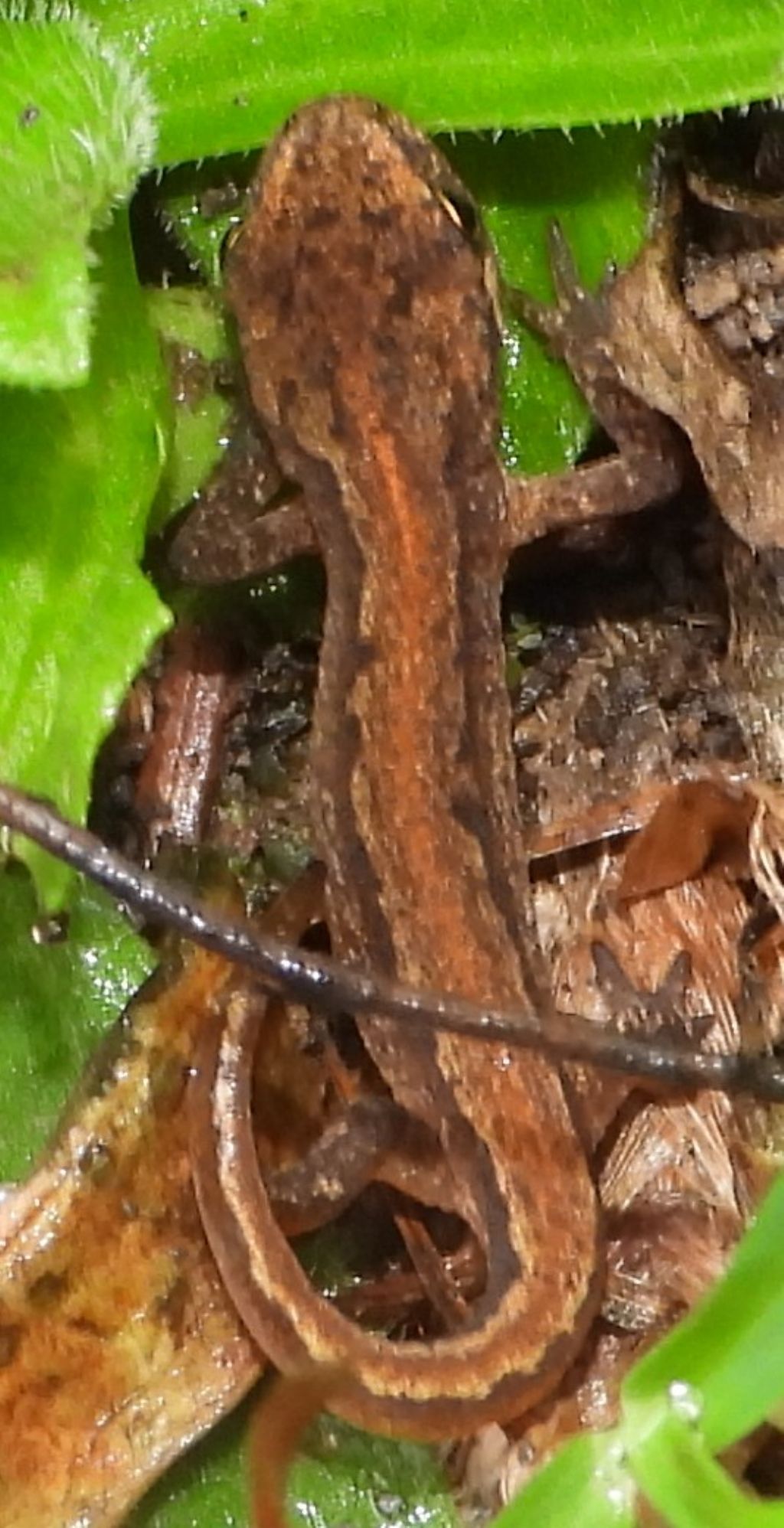 Giovane Salamandra...quale? Lissotriton vulgaris vulgaris