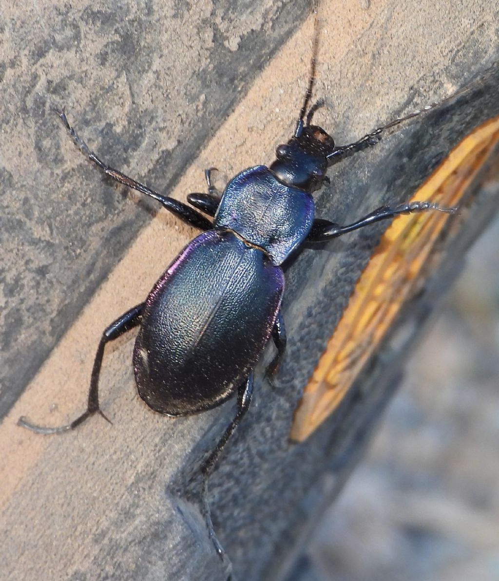 Carabus violaceus? s, ssp. picenus