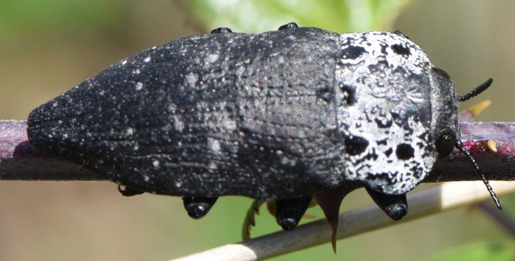 Buprestidae: Capnodis cariosa? No. Capnodis tenebrionis