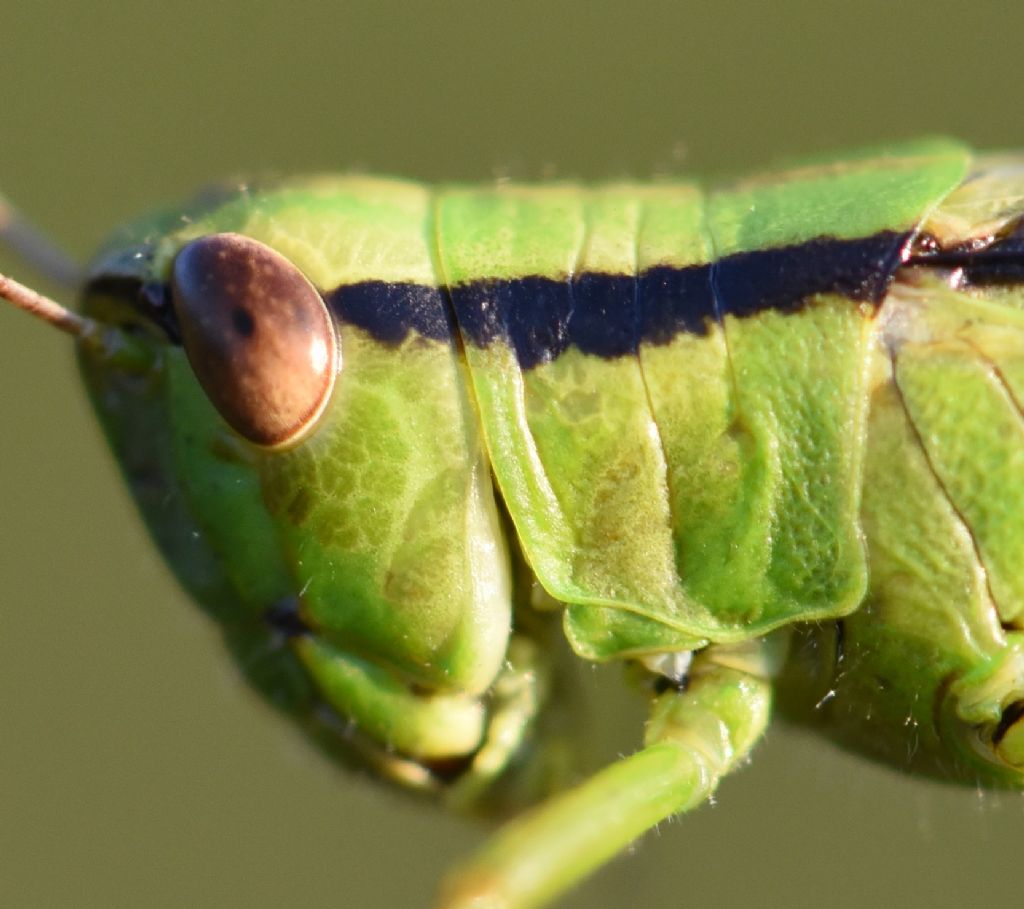 Mecostethus parapleurus
