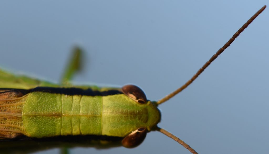 Mecostethus parapleurus