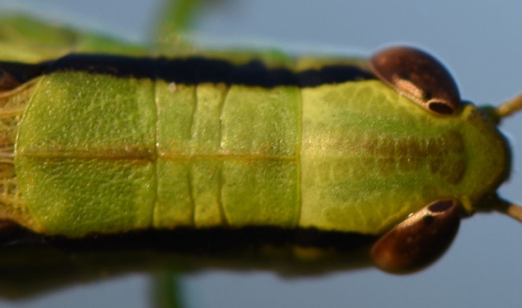 Mecostethus parapleurus